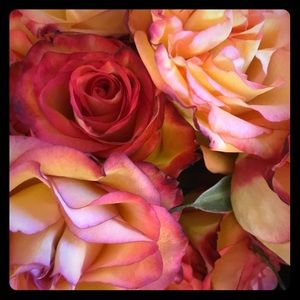 Meet your Posher, Dee